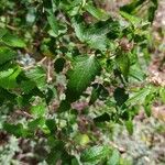 Pavonia hastata Leaf