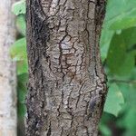Grewia mollis Corteza