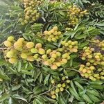 Litchi chinensis ഫലം