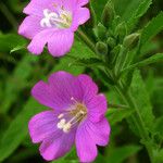 Epilobium hirsutum 花