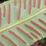 Asplenium scolopendrium Mbuma