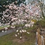 Magnolia x soulangeana फूल