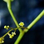 Hyperbaena leptobotryosa Flower