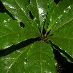 Terminalia bucidoides Leaf