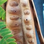 Albizia julibrissin Fruit