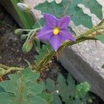 Solanum pyracanthos Blomma