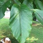 Magnolia acuminata পাতা