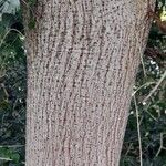 Ficus saussureana Corteza