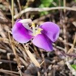 Vigna frutescens Blomst