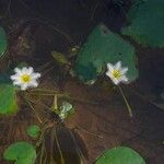 Nymphoides indica 花