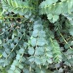 Sanguisorba minor Leaf