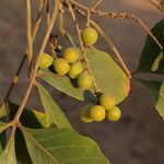 Allophylus africanus Frucht