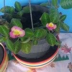 Episcia lilacina Virág