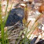 Carex stricta عادت