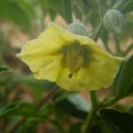 Physalis viscosa Blüte