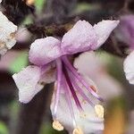 Ocimum kilimandscharicum Flower