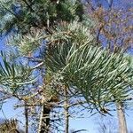Abies concolor Fuelha