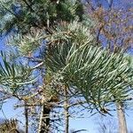 Abies concolor Feuille