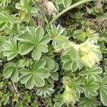 Potentilla nivalis Levél