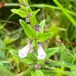 Scutellaria minor Leaf