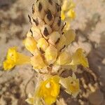 Cistanche tubulosa Blüte