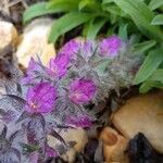 Stachys lavandulifolia Flower