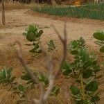 Calotropis procera Leaf