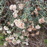 Eriogonum parvifolium Hábito