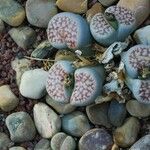 Lithops pseudotruncatella Leaf