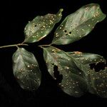 Trichilia euneura Hoja