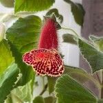 Kohleria amabilis Flor