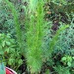 Eupatorium capillifolium Blatt