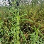 Meiosperma bracteatum Συνήθη χαρακτηριστικά