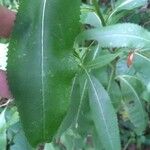 Senecio triangularis Foglia