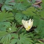 Dicentra cucullaria Лист