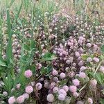 Trifolium tomentosum Fruto