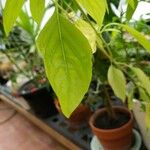 Ocimum americanum Лист