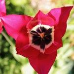 Tulipa didieri Floare