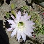 Echinopsis oxygona Цвят