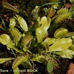 Dionaea muscipula Hábito