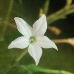 Nicotiana longiflora Цвят