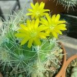 Rebutia neocumingii 花