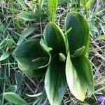 Neottia ovata Flor