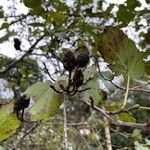 Alnus cordata Leaf