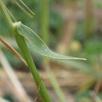 Aegilops geniculata Hoja