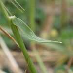 Aegilops geniculata Feuille