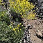 Descurainia bourgaeana Hábito