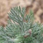 Artemisia alba Likasa