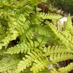 Dryopteris erythrosora 整株植物