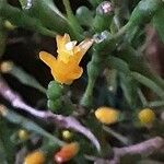 Hatiora salicornioides Flower